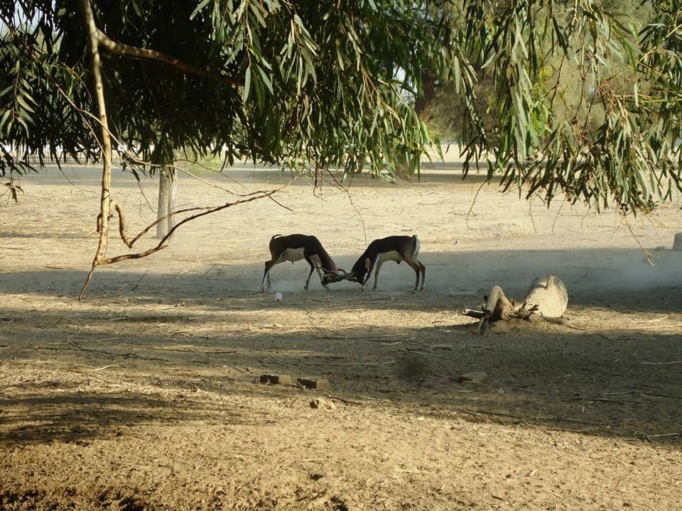 Lal Suhanra National Park