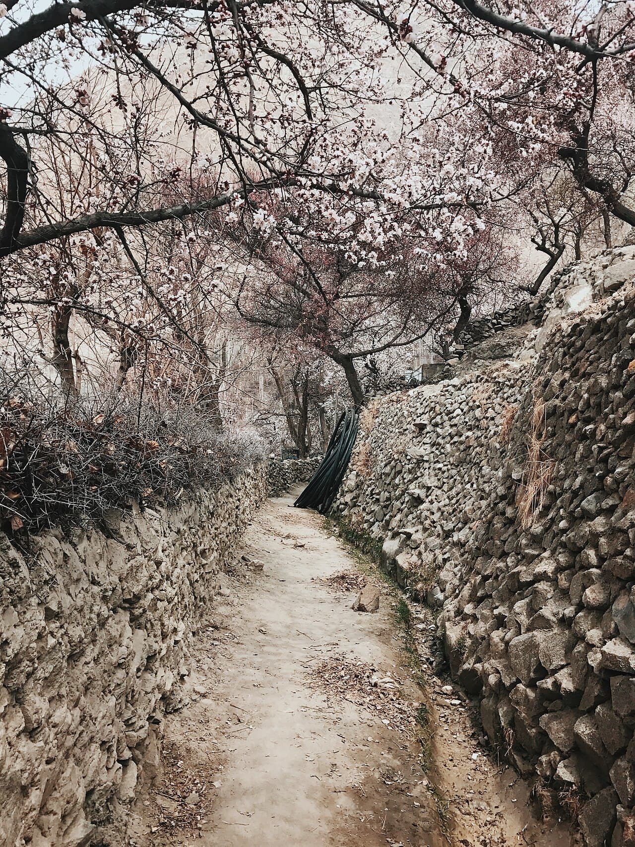 Spring Blossom Festival