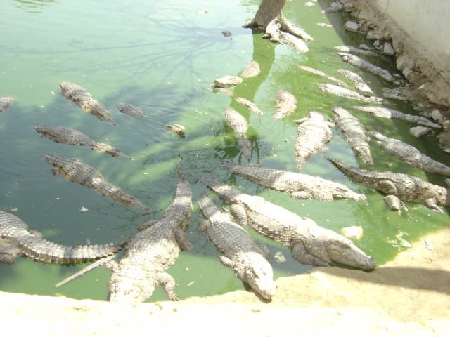 Sheedi Mela (Manghopir Festival)