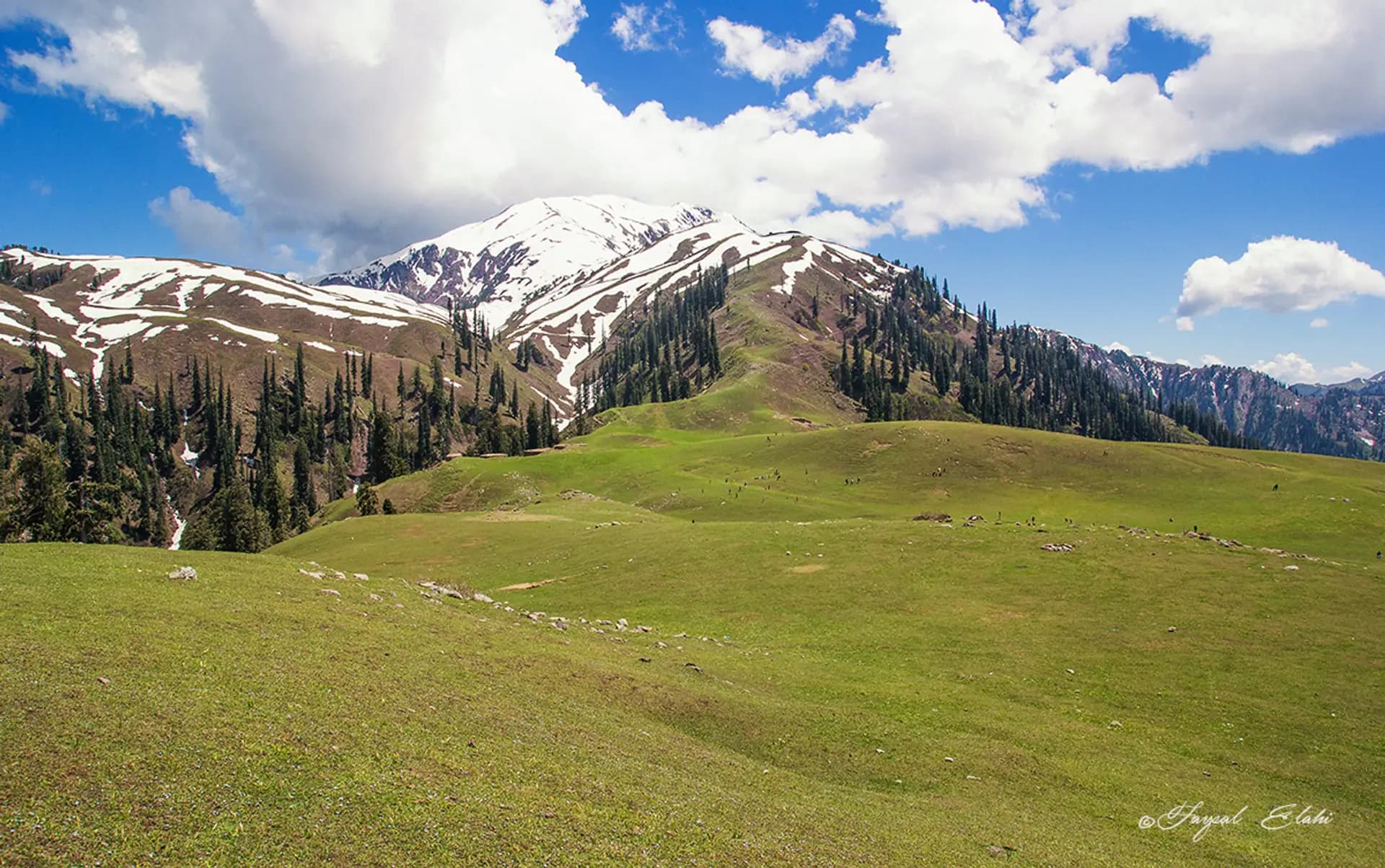 Paye Meadows