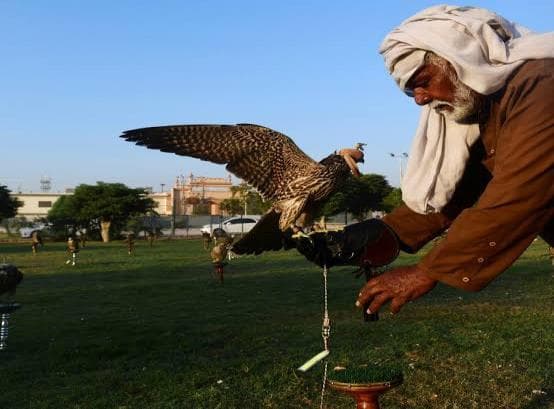 A falconer in a turban with a falcon spreading its wings on his glove
