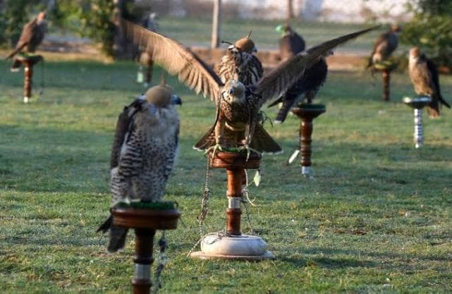 Falcons on their perches on a lawn