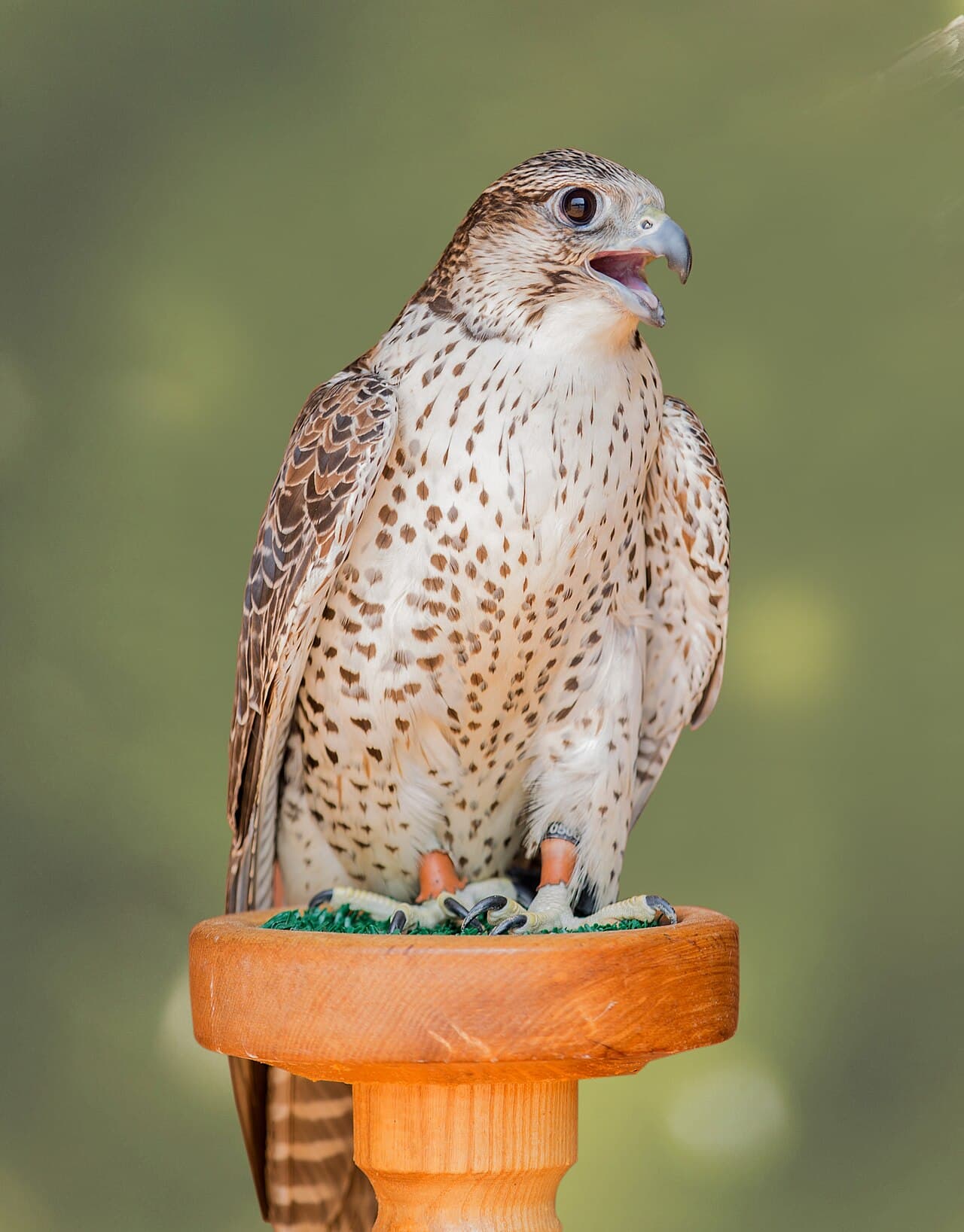 A Pakistani falcon (shaheen) on a falconer's perch