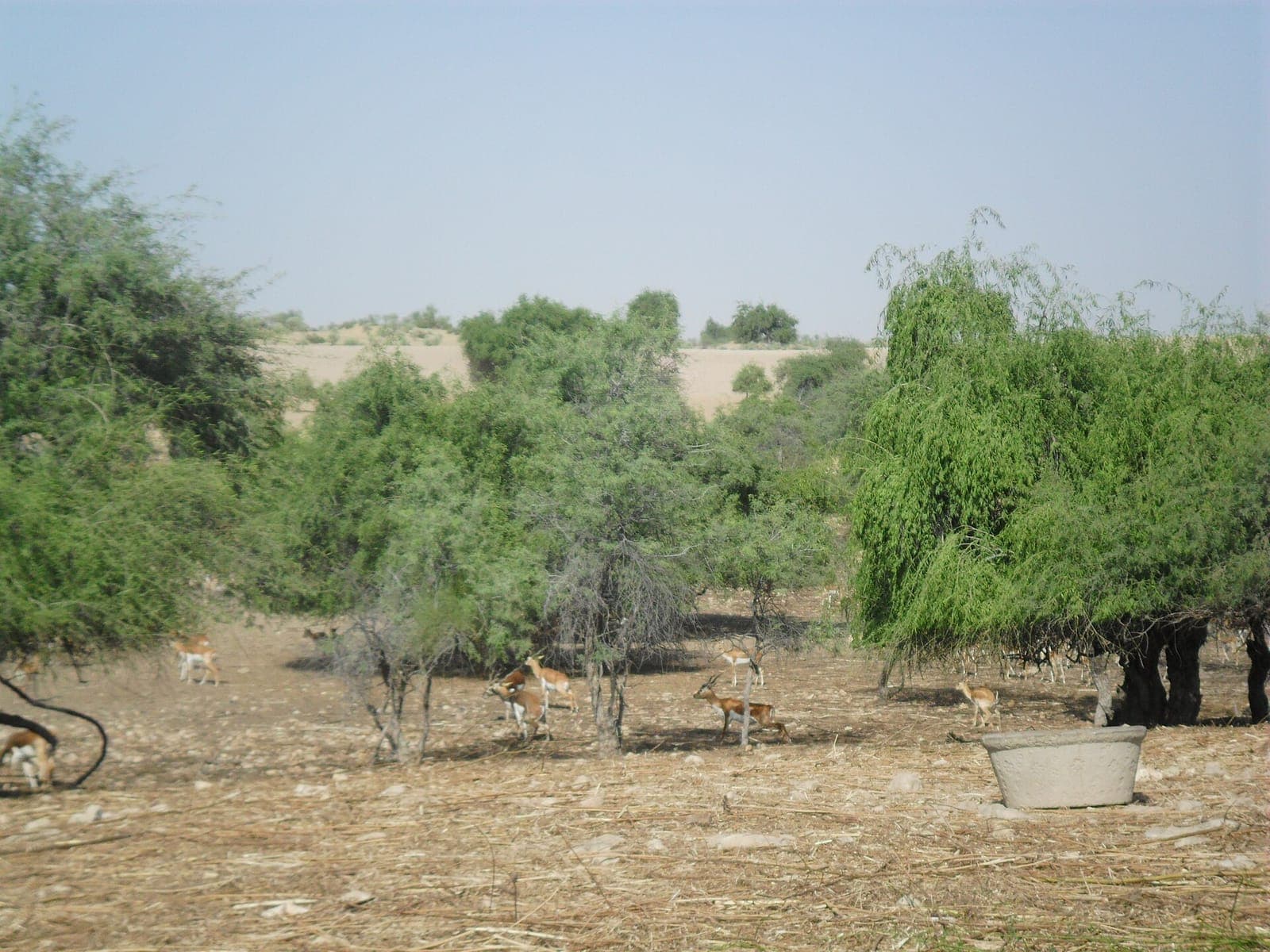 Mehrano Wildlife Sanctuary