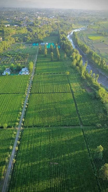 Shinkiari Tea Garden