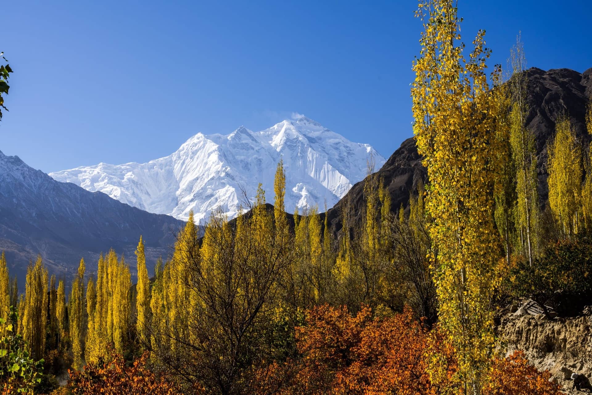 Rakaposhi's snow summit above autumn poplar trees in Hunza
