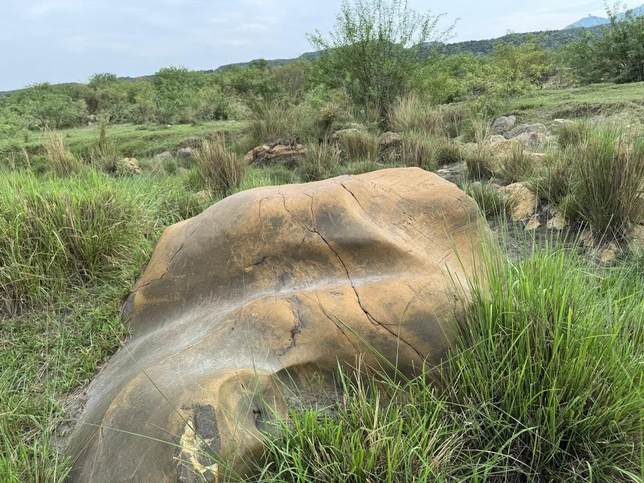 A large smooth weathered boulder among tall grass and scrub