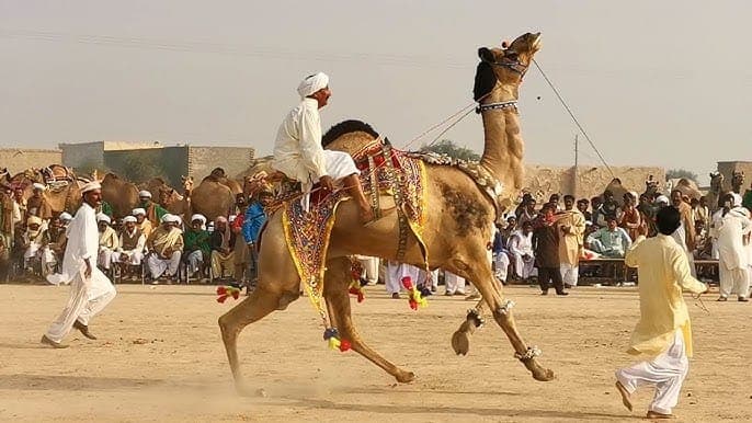 Sibi Mela (Feb) or Quetta buffer